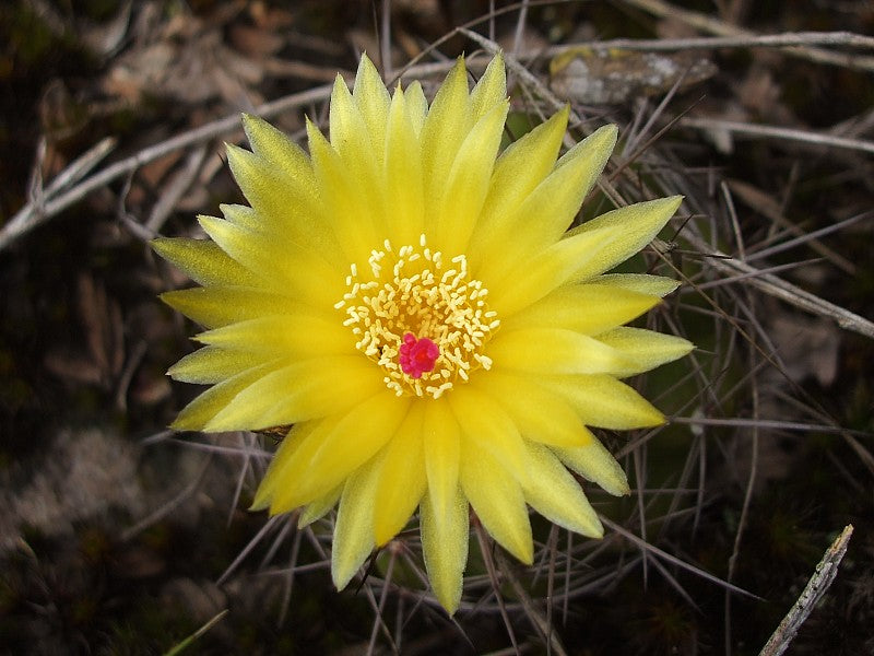 Parodia carambeiensis - 10 Semi – Alta Germinabilità, Varietà Selezionata, Non-GMO