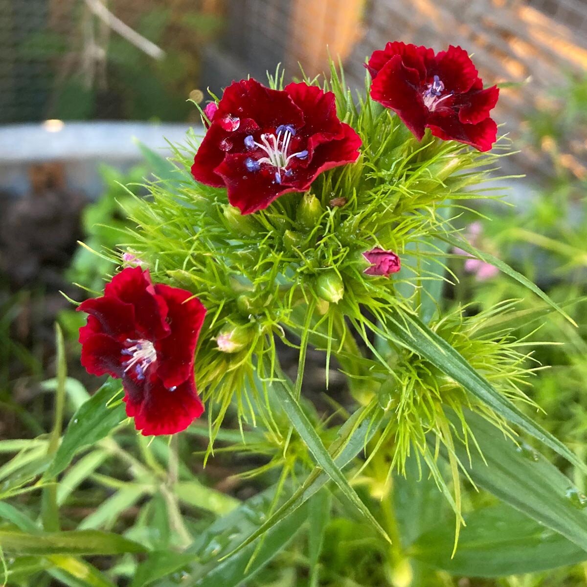 Garofano dei Poeti Alto Mix – 10 Seeds, Colorful Spikes, Peasant Tradition, Very Fragrant, Easy to Grow, High Germination, Non-GMO