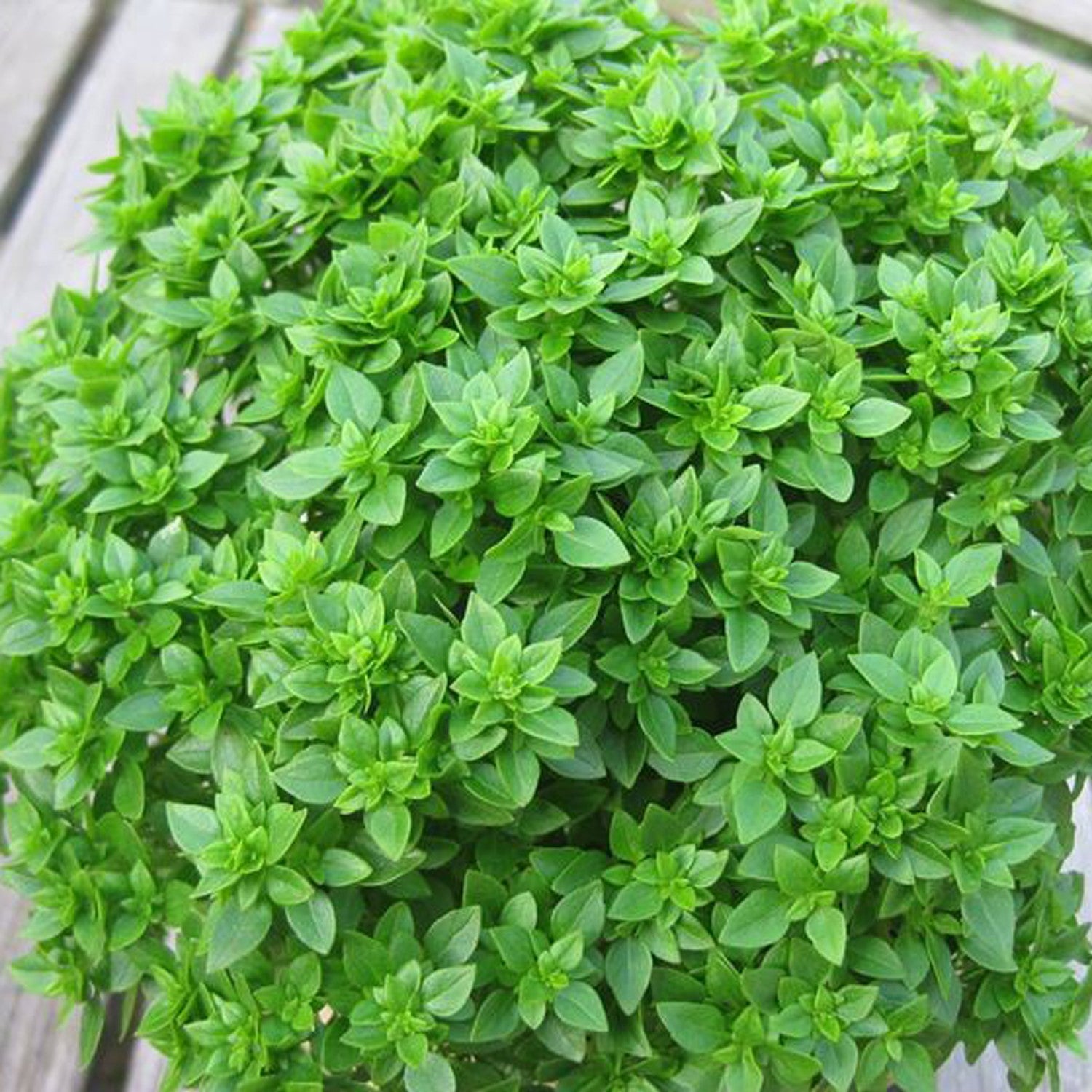 Basilico Foglia Fine Verde – 100 Semi, Foglia Piccola, Profumato, Pesto, Facile da Coltivare, Alta Germinabilità, Non-GMO