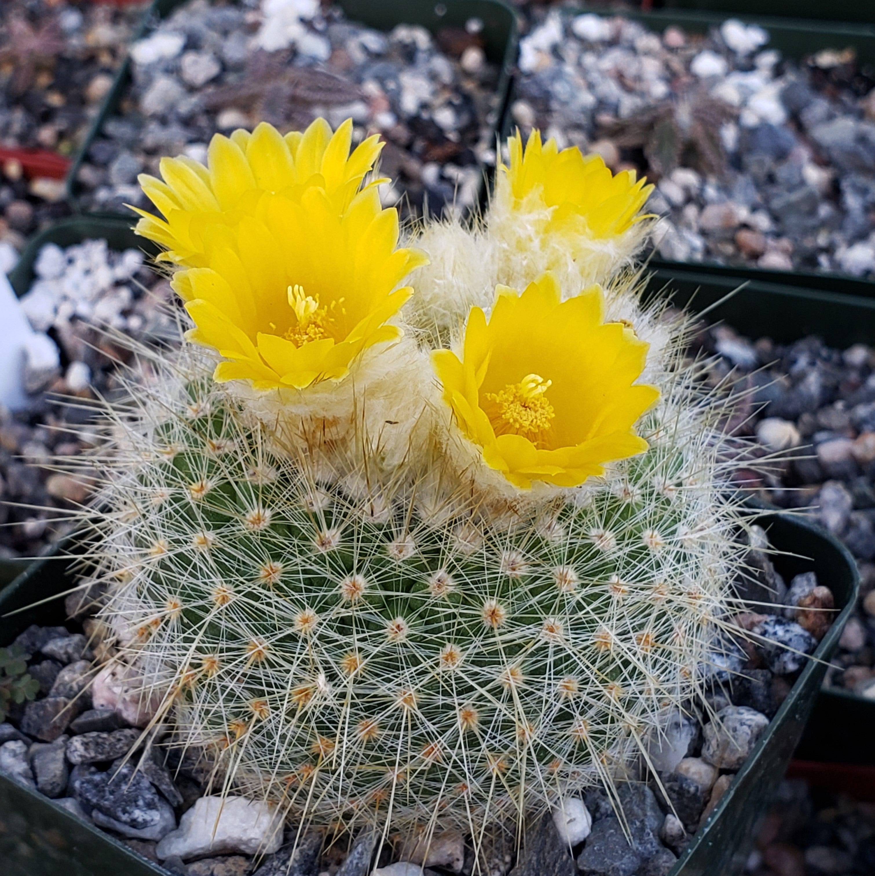 Parodia chrysacanthion - 10 Semi – Alta Germinabilità, Varietà Selezionata, Non-GMO