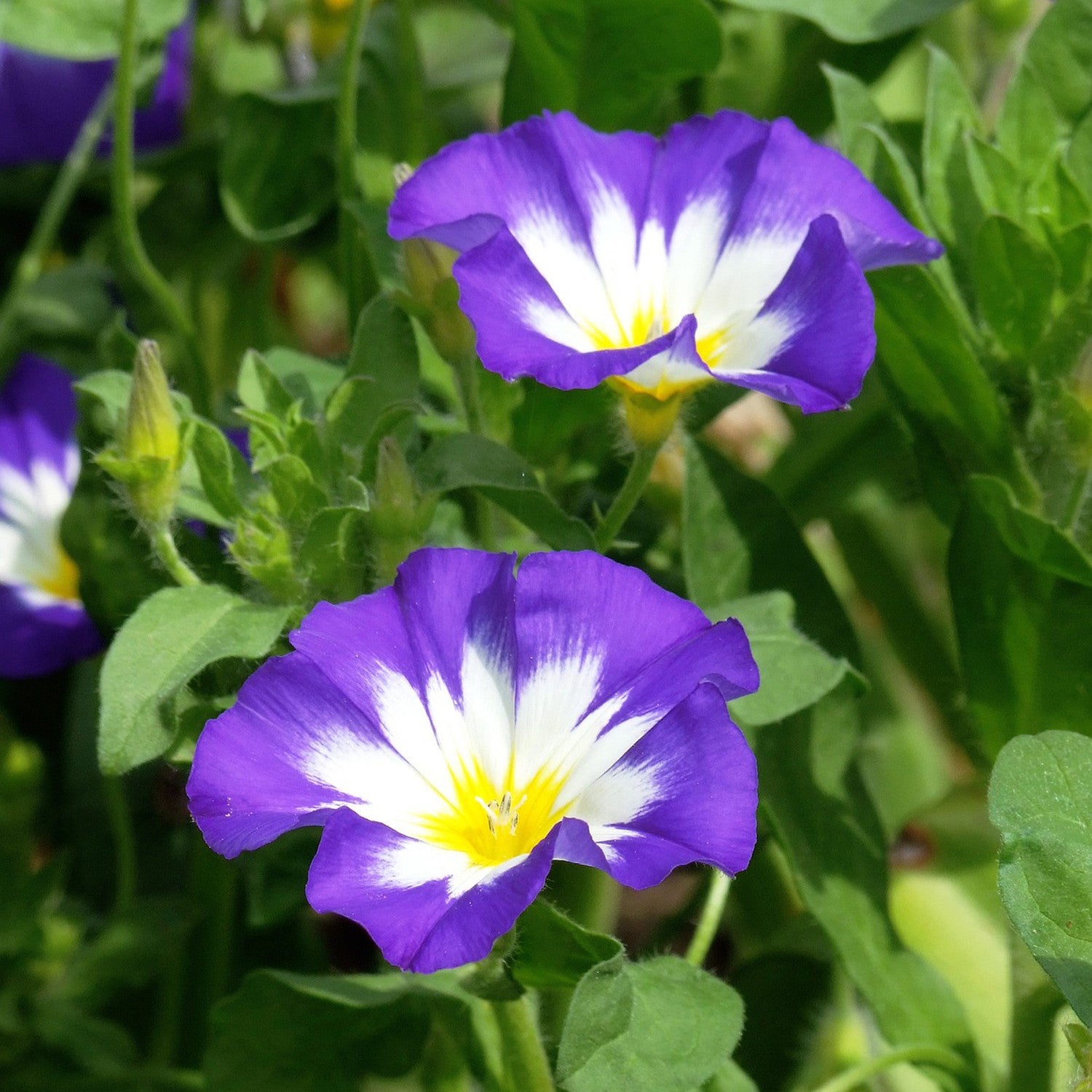 Bella di Giorno – 10 Semi, Fiori a Campanella, Colori Vivaci, Soleggiato, Facile da Coltivare, Alta Germinabilità, Non-GMO