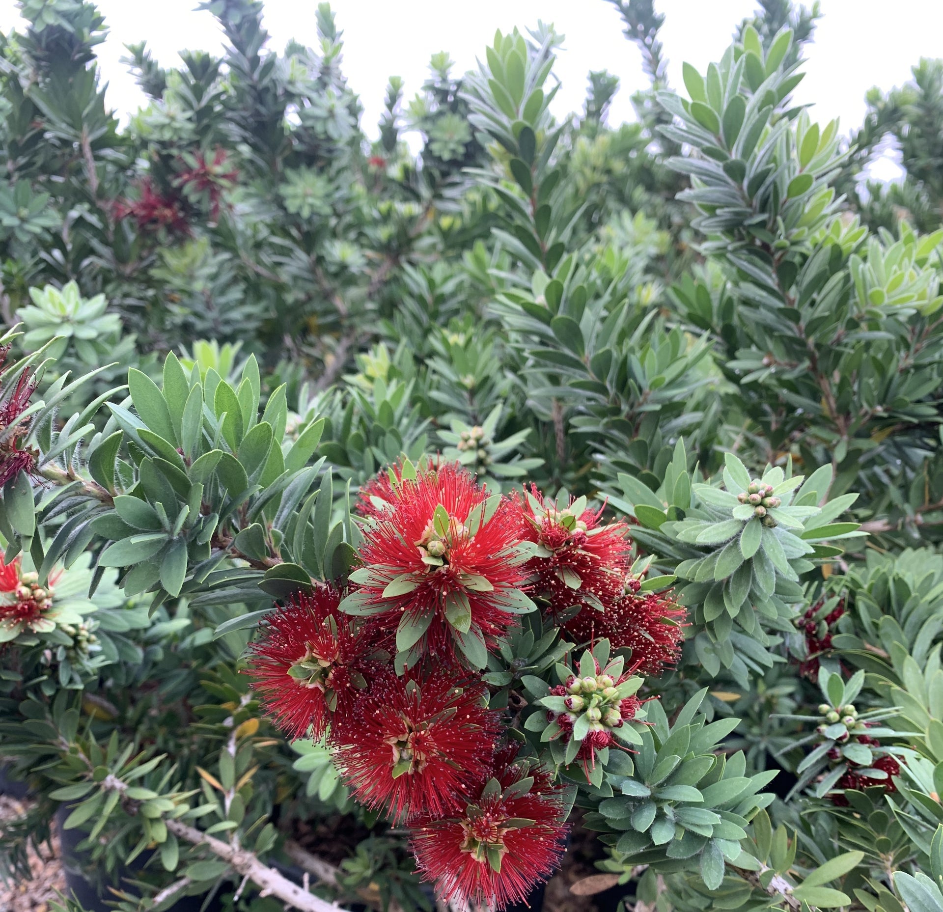 Callistemon Better John – 10 Semi, Nano Vigoroso, Resistente, Bordure, Facile da Coltivare, Alta Germinabilità, Non-GMO