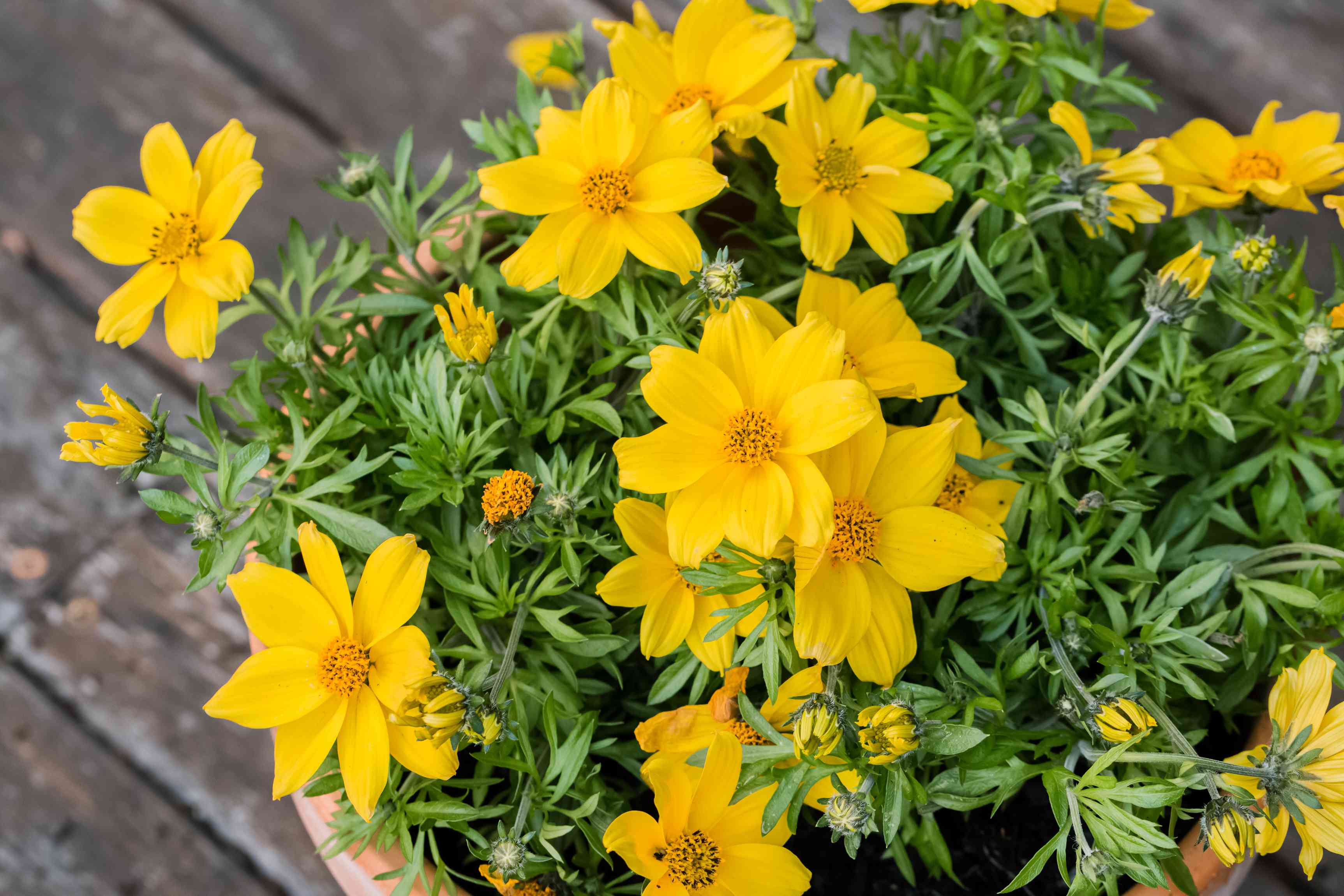 10 Semi di Bidens Bidens ferulifolia – Semi Freschi, Alta Germinabilità, No-GMO
