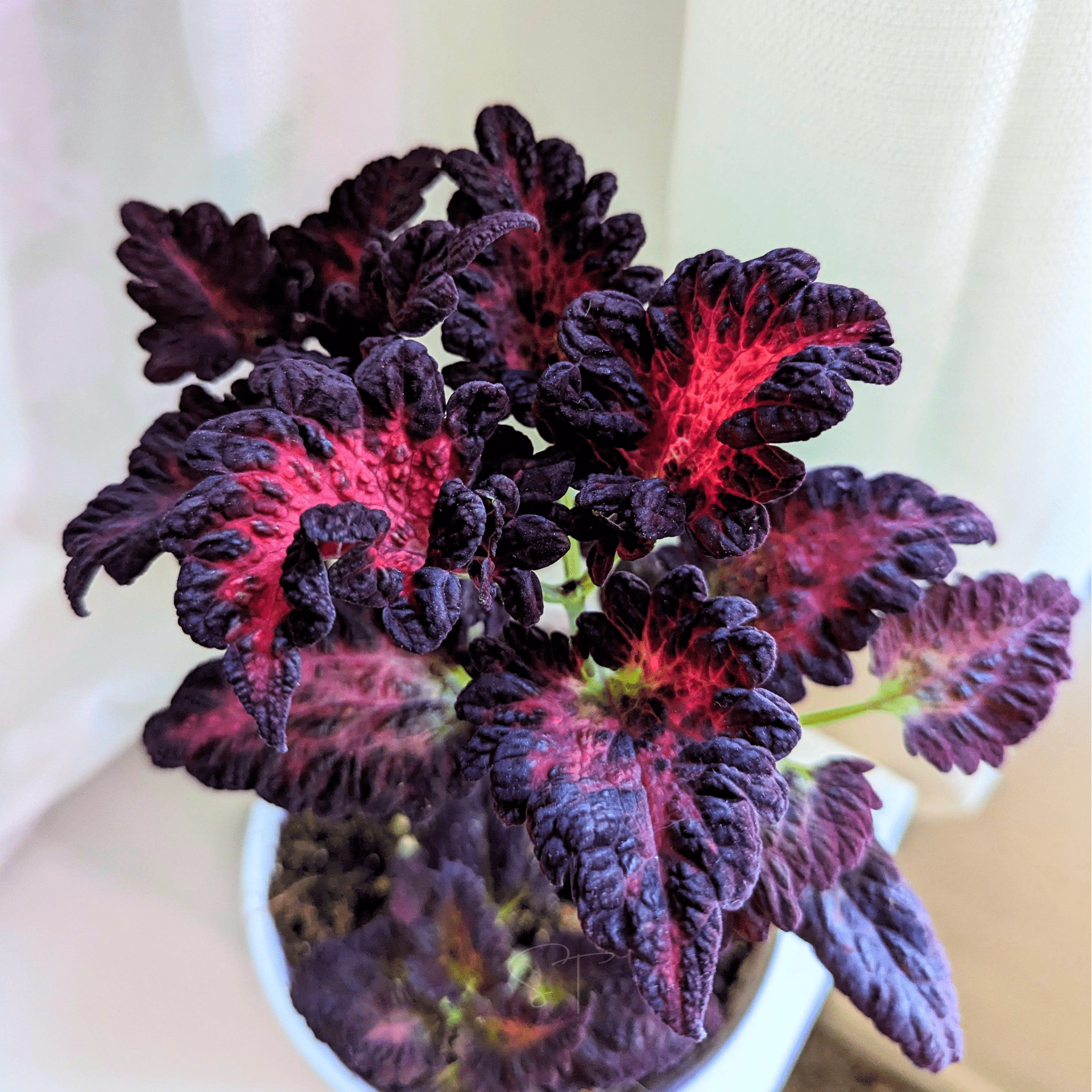Plectranthus Black Dragon – 100 Seeds, Dark Leaves, Jagged Edges, Unique, Easy to Grow, High Germination, Non-GMO