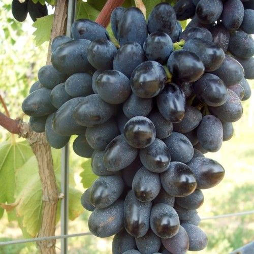 Semi di Uva Black Magic - 10 semi - Uva Nera da Tavola Precocissima, Sementi per Coltivazione in Vaso e Giardino, Non OGM Alta Resa