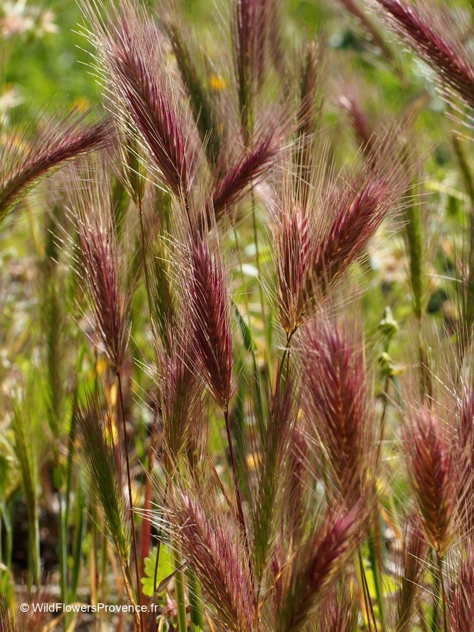 Bromus Rubens – 10 Semi, Graminacea, Urbano, Mediterraneo, Facile da Coltivare, Alta Germinabilità, Non-GMO