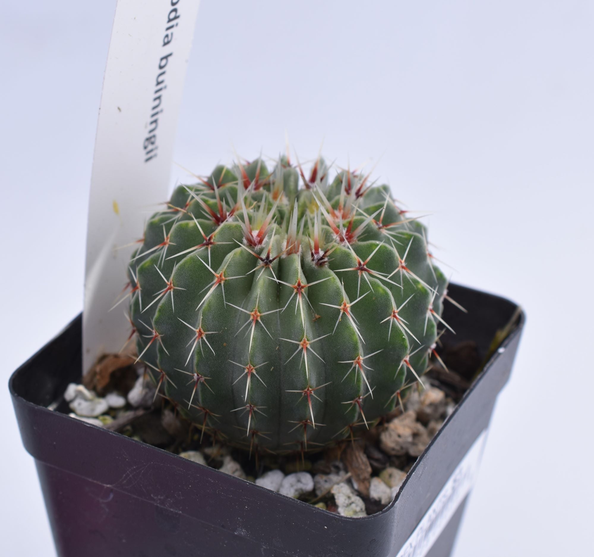Parodia buiningii - 10 Semi – Alta Germinabilità, Varietà Selezionata, Non-GMO