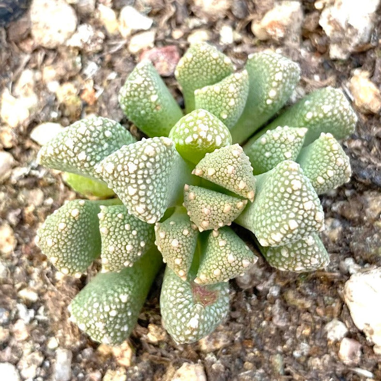 Titanopsis primosii - 10 Semi – Alta Germinabilità, Varietà Selezionata, Non-GMO