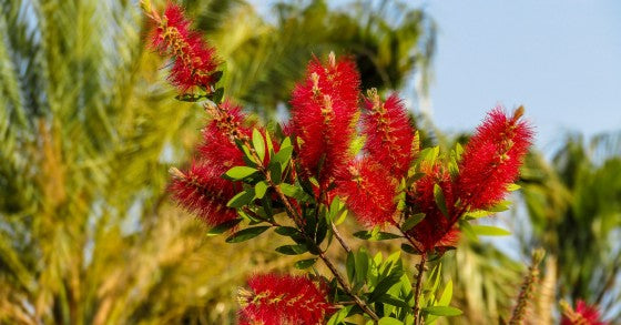 Callistemon Splendens – 10 Semi, Fiori Rosso Fuoco, Compatto, Effetto Wow, Facile da Coltivare, Alta Germinabilità, Non-GMO