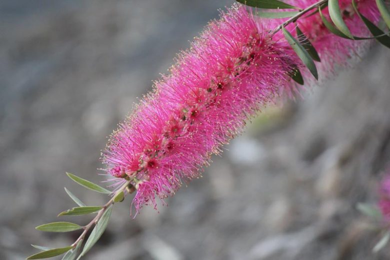 Callistemon Mauve Mist – 10 Semi, Fiori Malva Violetto, Raffinato, Raro, Facile da Coltivare, Alta Germinabilità, Non-GMO