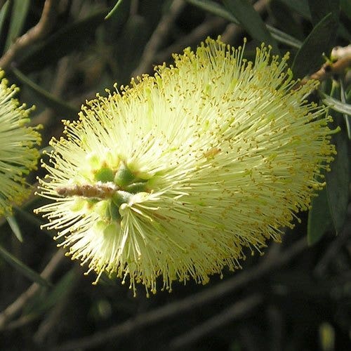 Callistemon Candle Glow – 10 Semi, Giallo Cremoso, Tappezzante, Balconi, Facile da Coltivare, Alta Germinabilità, Non-GMO