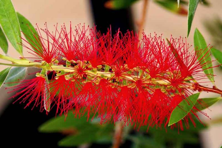 Callistemon Captain Cook – 10 Semi, Forma Nana, Denso, Siepi Basse, Facile da Coltivare, Alta Germinabilità, Non-GMO