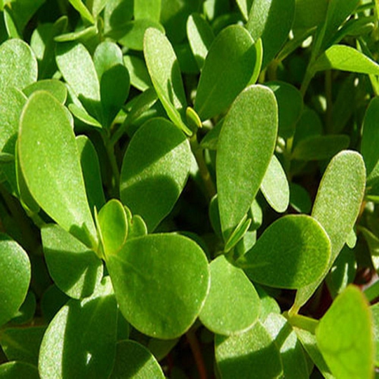 Portulaca – 10 Semi, Verdolaga, Omega-3, Orto, Facile da Coltivare, Alta Germinabilità, Non-GMO