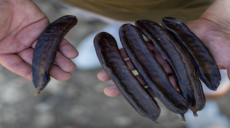 Carrubo di Pantelleria – 10 Semi, Qualità Superiore, Tipico Siciliano, Frutti Dolci, Facile da Coltivare, Alta Germinabilità, Non-GMO