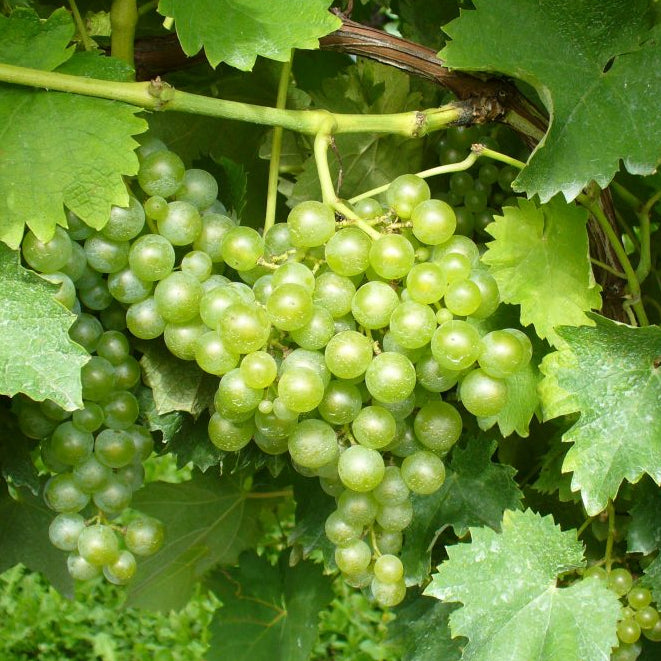 Semi di Catarratto - 10 semi - Semi di Uva Bianca Siciliana, Sementi per Vino Bianco e Mosto, Non OGM per Coltivazione Vite e Orto