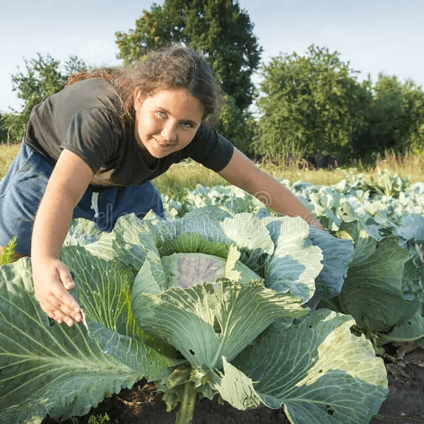 Cavolo Cappuccio Gigante - Semi da orto di alta qualità