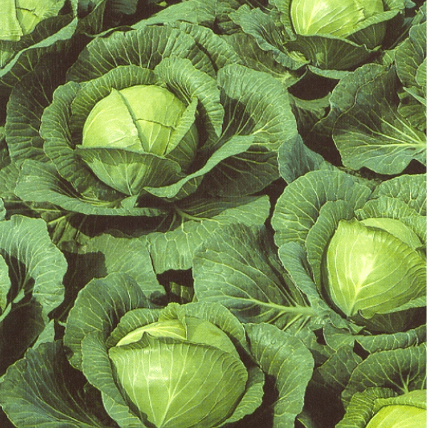 CAVOLO CAPPUCCIO GLORIA DI ENKHUIZEN - Semi da orto di alta qualità