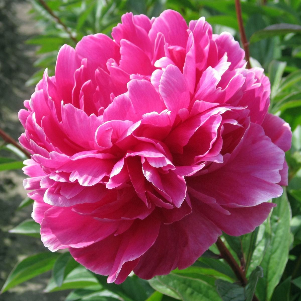Peonia Amberglow – 5 Semi – Fiore Luminoso, Colore Giallo Ambrato, Profumo Delicato, Ideale per Giardino