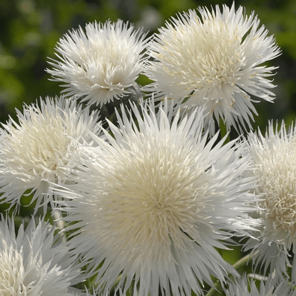 CENTAUREA IMPERIALE MIX - Semi da orto di alta qualità