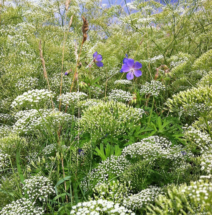 Cerfoglio Selvatico – 30 Semi, Bianco, Medicinale, Cucina, Facile da Coltivare, Alta Germinabilità, Non-GMO
