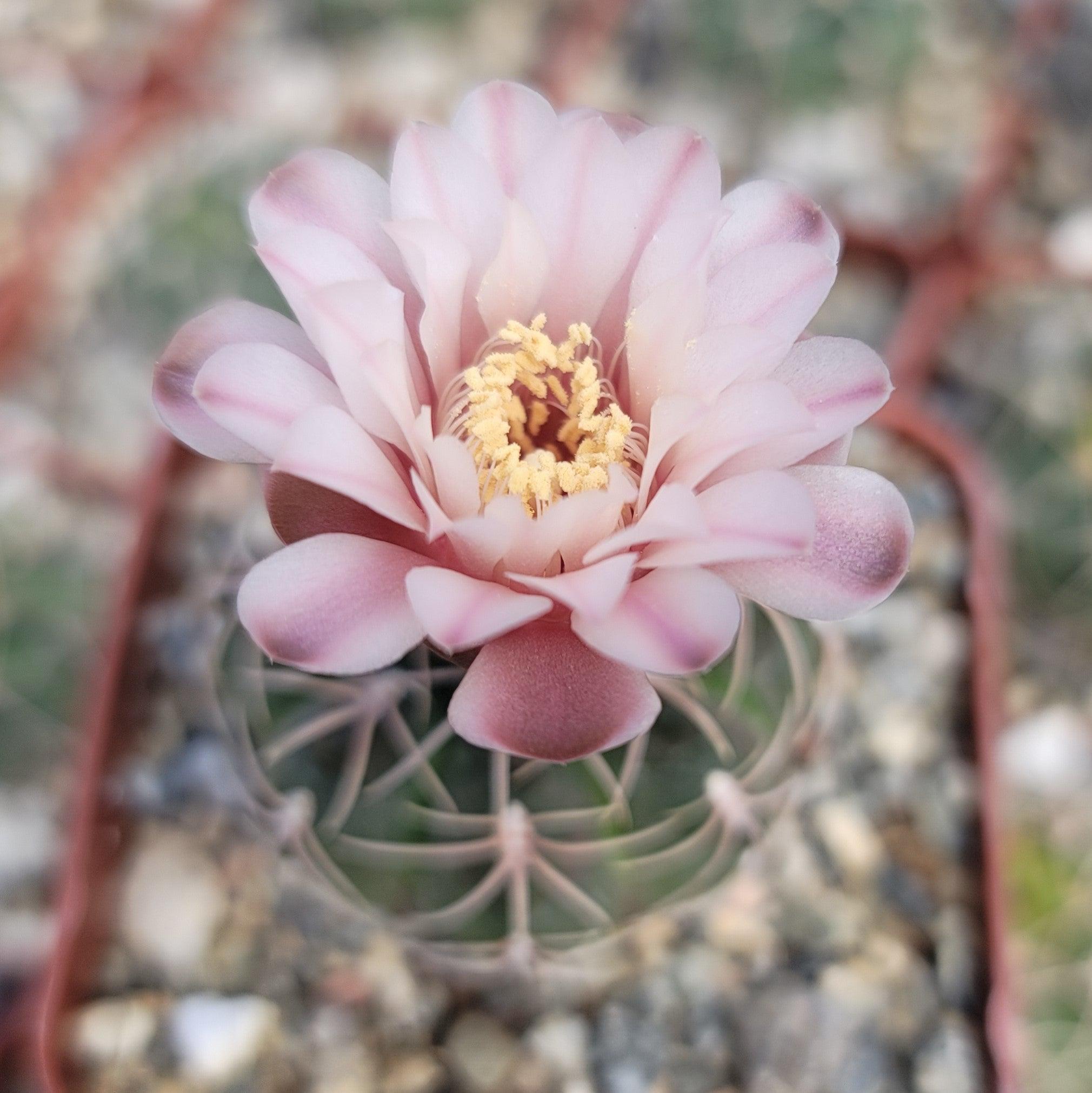 Gymnocalycium ritterianum - 10 Seeds – High Germination, Selected Variety, Non-GMO