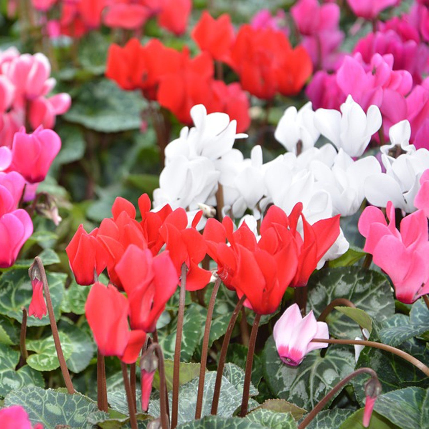 HORTUS Seeds of giant PERSIAN CYCLAMEN rare - very rare - giant - Selected - Hortus Seeds - High Germinability - Rare Seeds