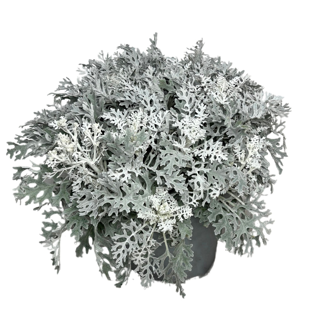 Cineraria Marittima Argentata – 10 Semi, Fogliame Grigio Argento, Contrasto Unico, Perenne, Facile da Coltivare, Alta Germinabilità, Non-GMO