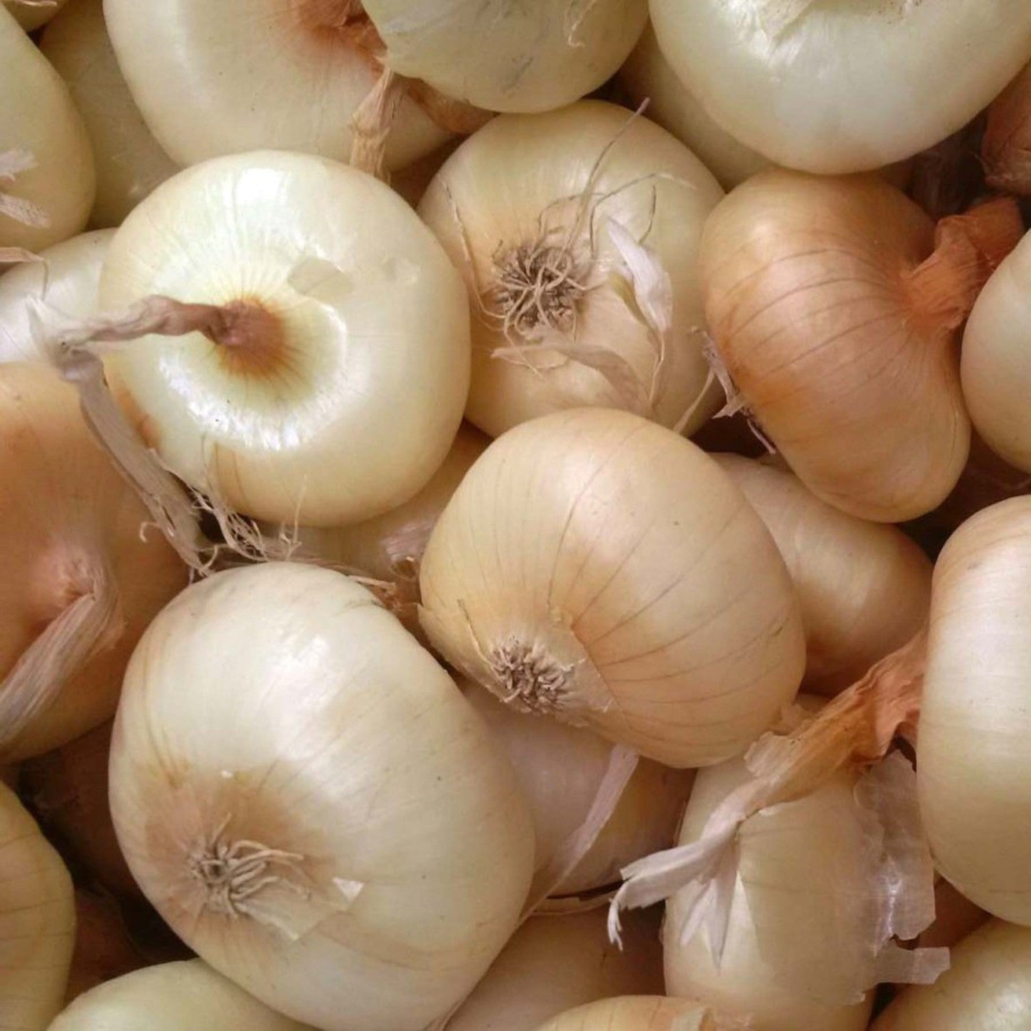 Borrettana Onion – 30 Seeds, Flat and Small, for Baking, Preserving, Easy to Grow, High Germinability, Non-GMO