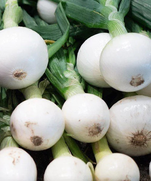 Cipolla Bianca Agostana Chioggia – 30 Semi, Bulbo Sferico, Conservazione, Facile da Coltivare, Alta Germinabilità, Non-GMO