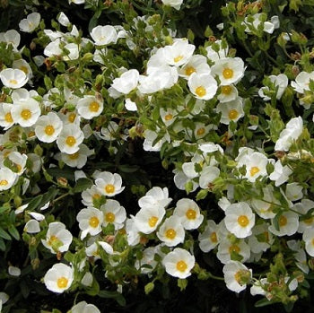 Cisto Bianco – 10 Semi, Fogliame Chiaro, Mediterraneo, Facile da Coltivare, Alta Germinabilità, Non-GMO