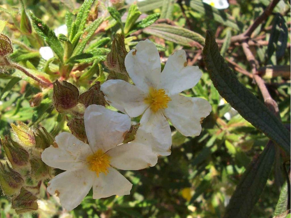 Cisto di Montpellier – 10 Semi, Aromatico, Fiori Bianchi, Facile da Coltivare, Alta Germinabilità, Non-GMO