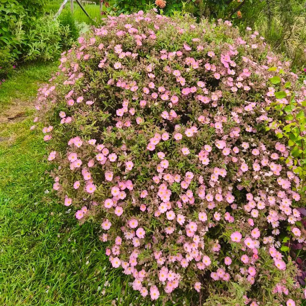 Cisto a Foglie Crespe - 150 Semi, Fiori Rosa, Mediterraneo, Giardino, Facile da Coltivare, Alta Germinabilità, Non-GMO