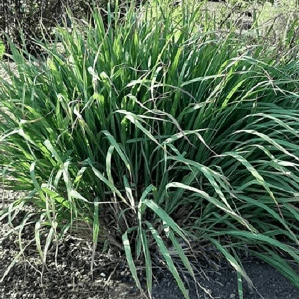 Citronella (Erba Limone) - Semi da orto di alta qualità