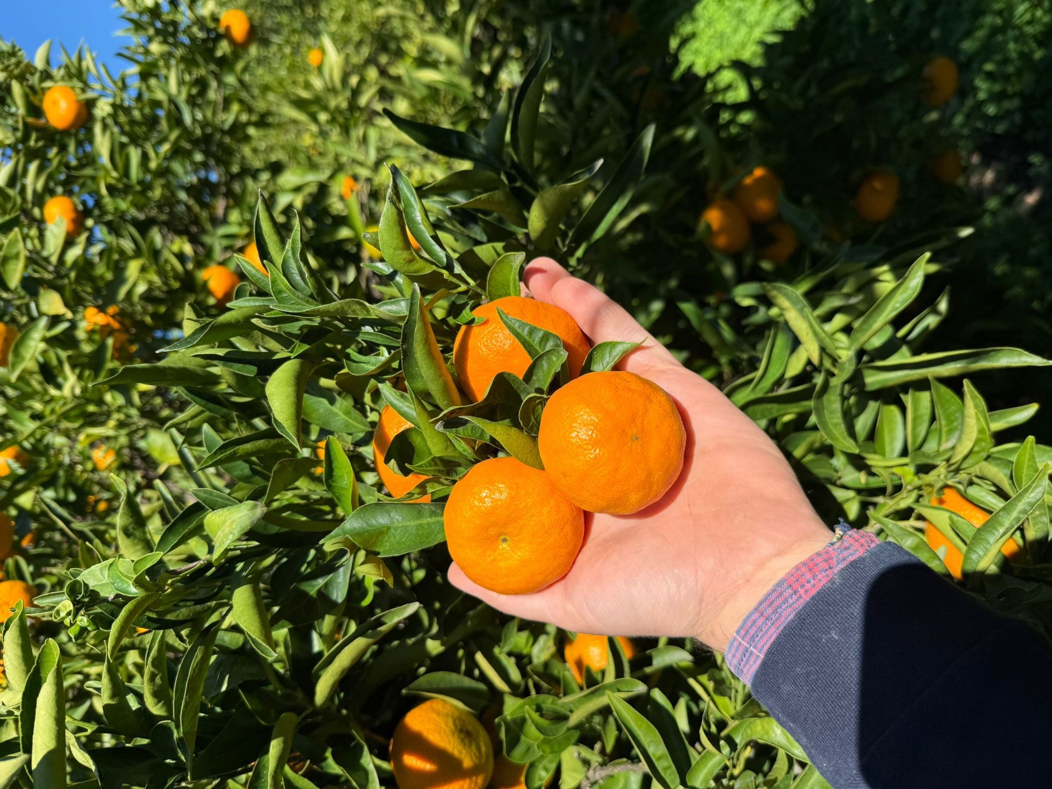Citrus wakonai – 10 Semi, Varietà Esotica, Raro, Collezionismo, Facile da Coltivare, Alta Germinabilità, Non-GMO