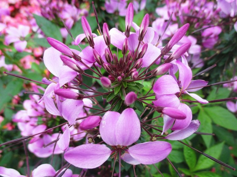 Cleonia – 10 Semi, Fiori Viola, Insetti, Mediterraneo, Facile da Coltivare, Alta Germinabilità, Non-GMO