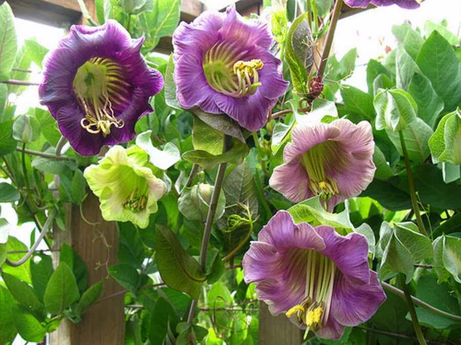 Cobea Violetta – 10 Semi, Rampicante Vigoroso, Fiori a Campanula, Viola, Facile da Coltivare, Alta Germinabilità, Non-GMO