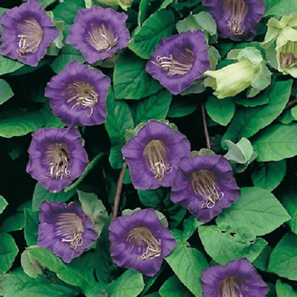 COBEA VIOLETTA - Semi da orto di alta qualità
