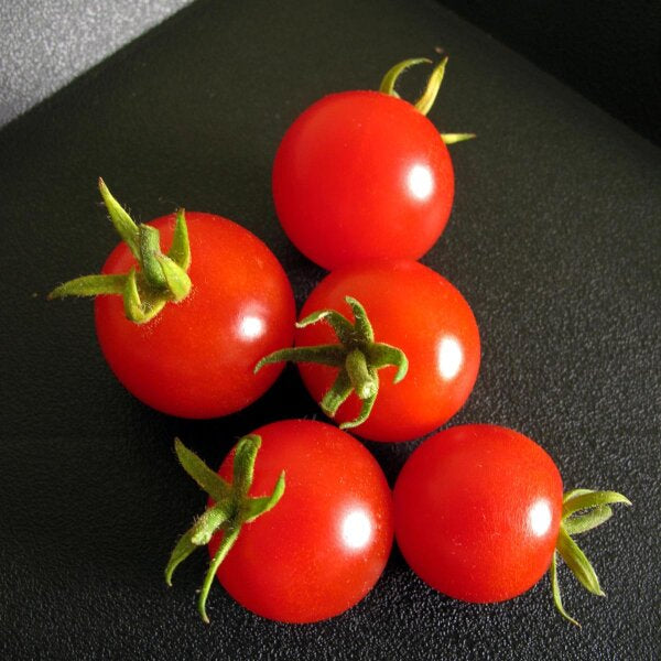 50 Semi di Pomodoro Ciliegino Solanum lycopersicum Cerasiforme – Semi Freschi, Alta Germinabilità, No-GMO