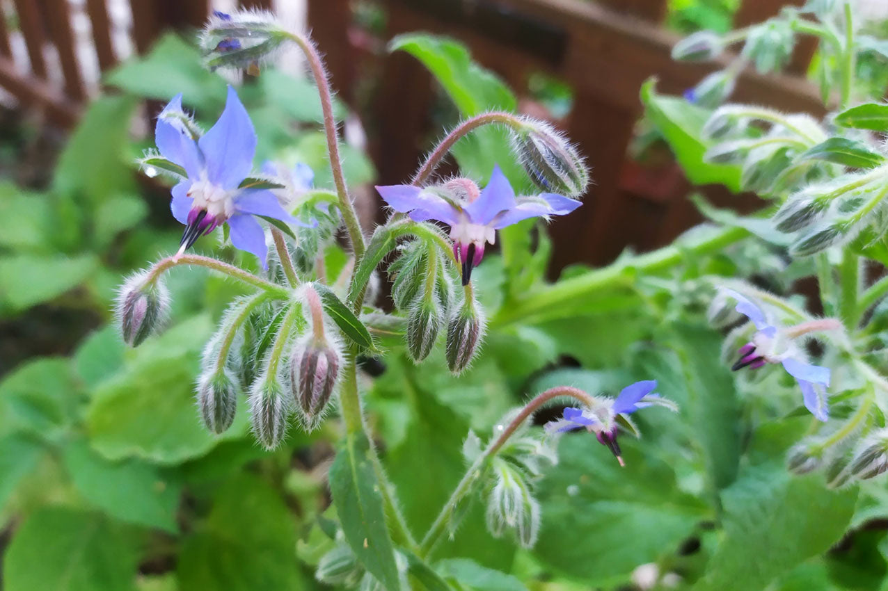 Borragine Perenne – 30 Semi, Portamento Strisciante, Azzurro Pallido, Bordure, Facile da Coltivare, Alta Germinabilità, Non-GMO