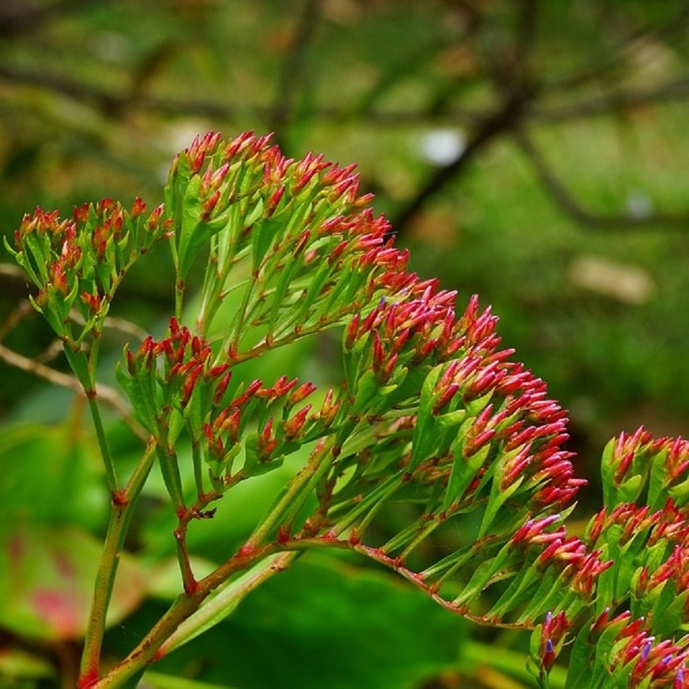 Statice Sinuata Rosso – 30 Semi – Cespugli Rami Rigidi, Fiori a Cime o Mazzetti, Usati Composizioni Fiori Secchi.