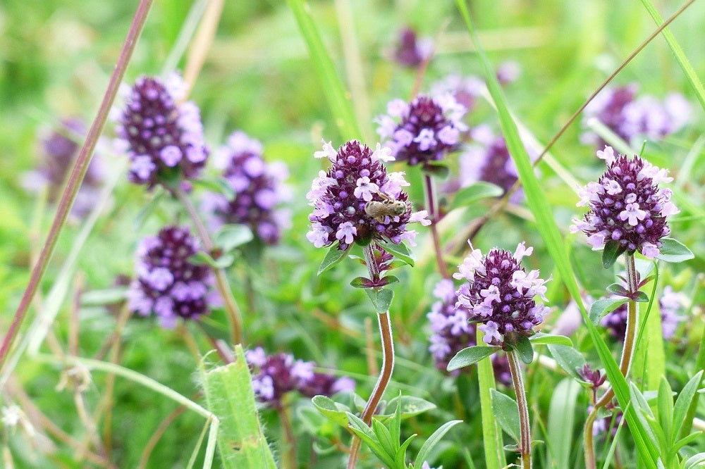 Timo Lavanda – 50 Semi, Profumo Floreale, Foglie Sottili, Raro, Facile da Coltivare, Alta Germinabilità, Non-GMO