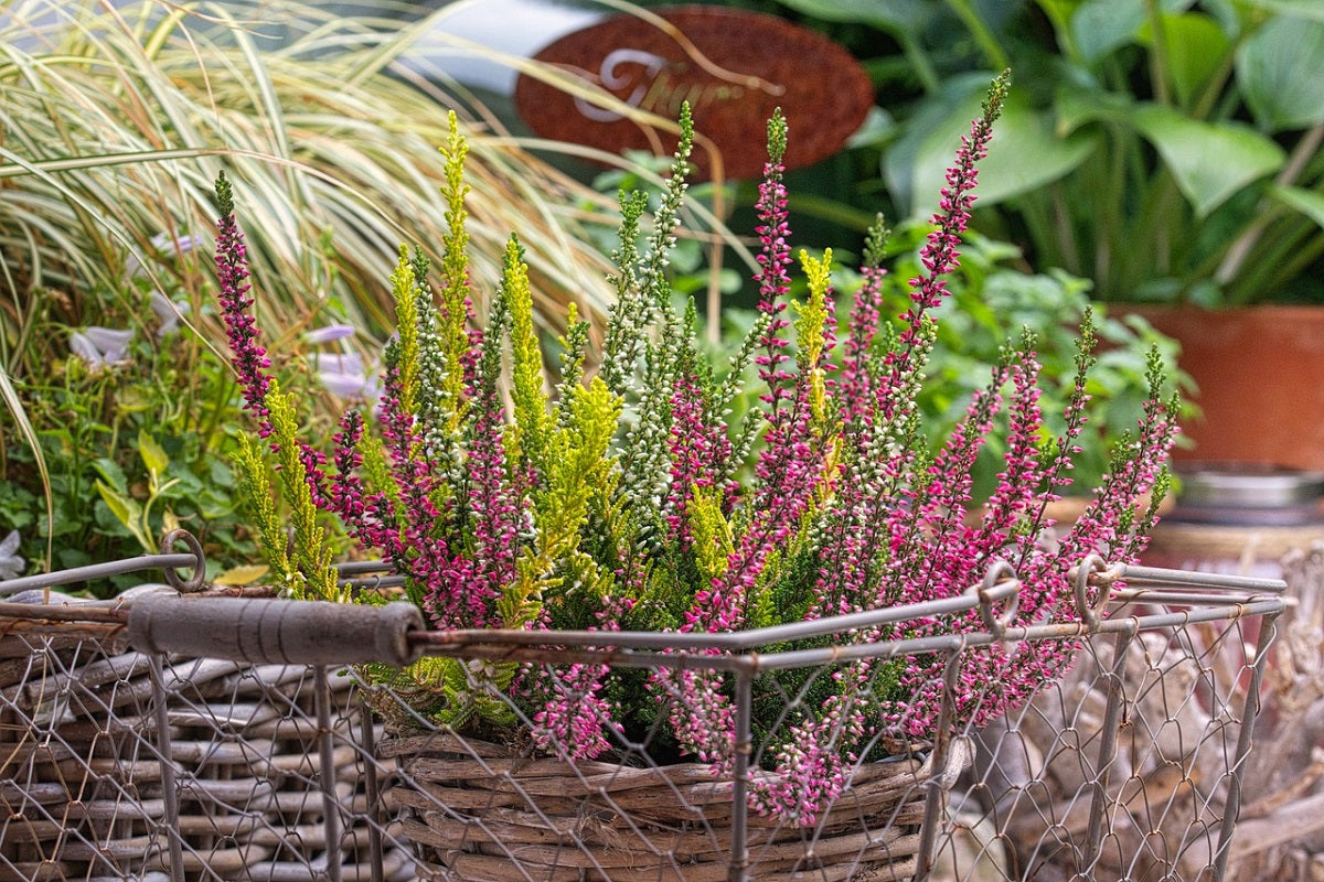 Erica Rossa – 10 Semi, Fioritura Vivace, Roccioso, Vaso, Facile da Coltivare, Alta Germinabilità, Non-GMO