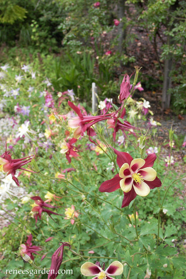 Aquilegia Mrs Scott Elliott – 30 Semi, Mix Pastello, Elegante, Giardino, Facile da Coltivare, Alta Germinabilità, Non-GMO