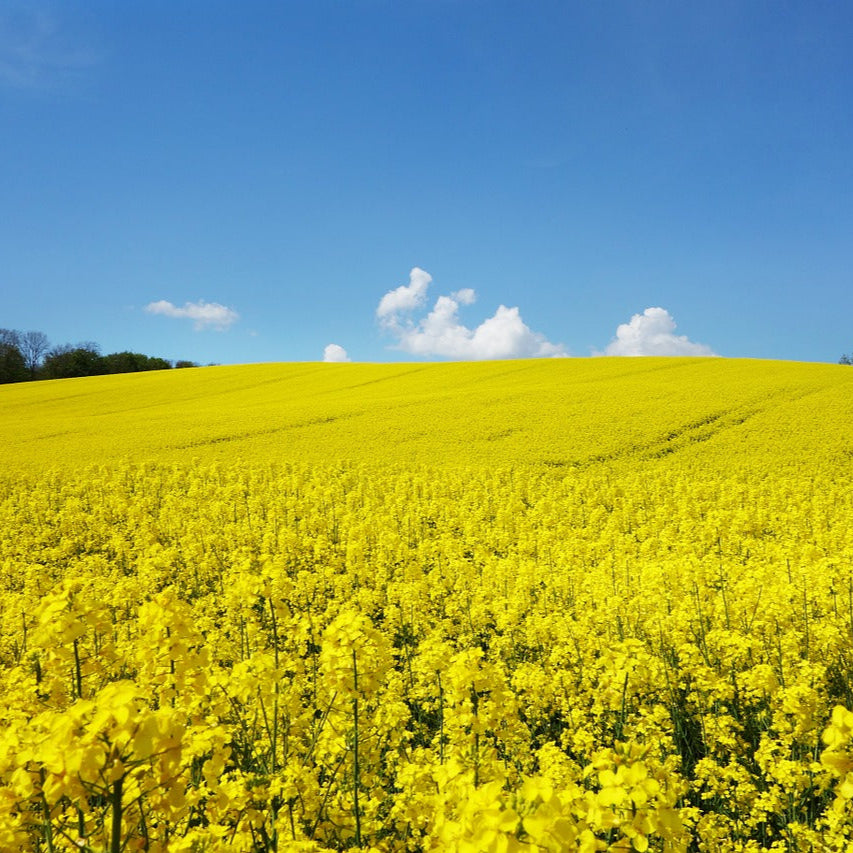 Semi di Colza per Prato Fiorito - 100 semi - Attrae Api e Insetti Impollinatori, Ideale per Giardini Ecologici