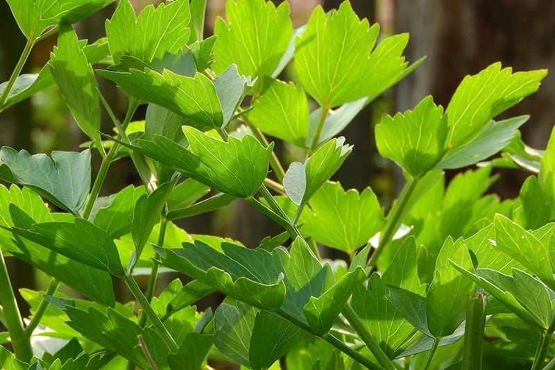 Levistico – 10 Semi, Sedano di Monte, Cucina, Orto, Facile da Coltivare, Alta Germinabilità, Non-GMO