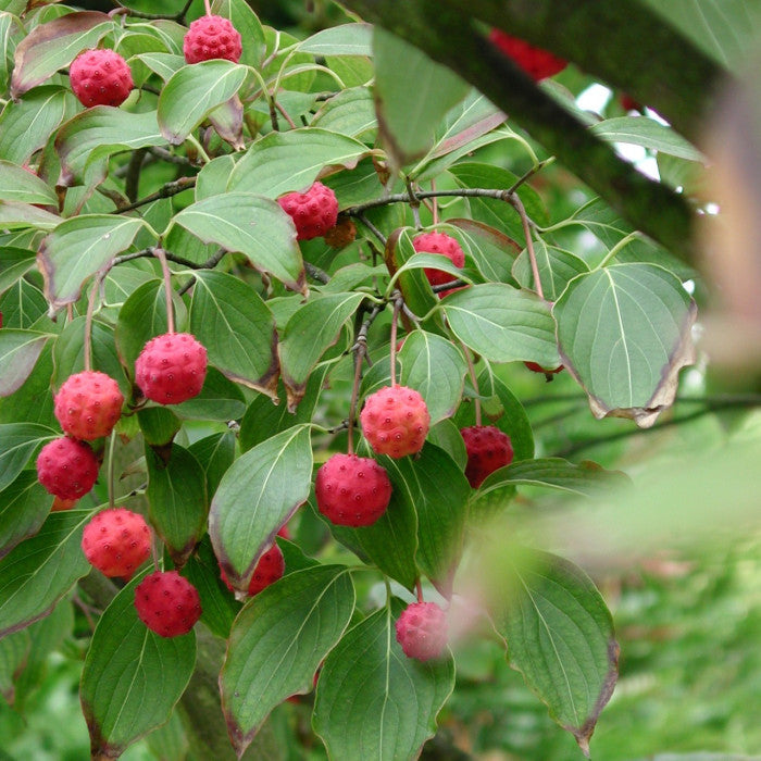 Cornus Kousa Chinensis – 10 Semi – Albero delle Fragole, Pianta Ornamentale, Alta Qualità - Botanis - Vendita semi online di piante rare