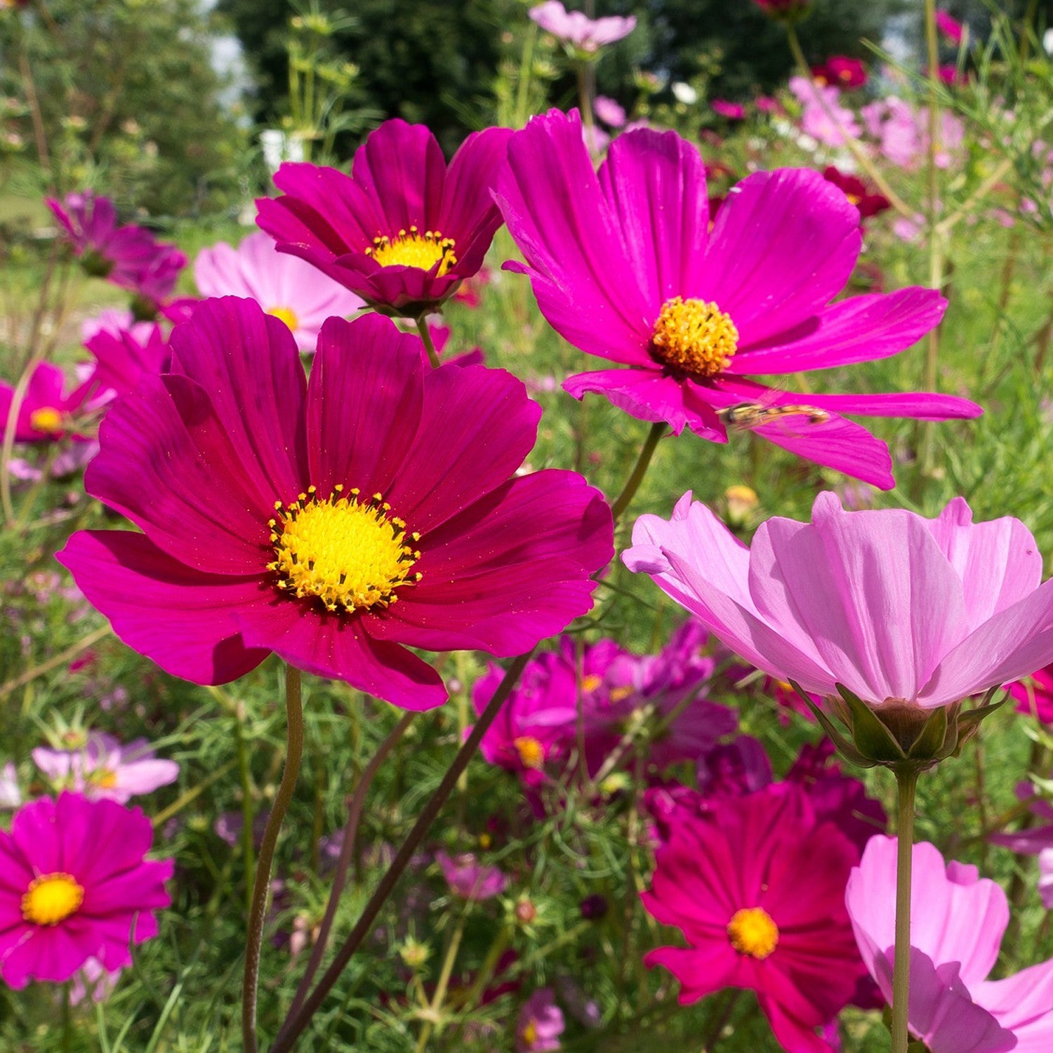 Cosmea Sensation Mix – 10 Semi, Fiori Leggeri, Colori Delicati, Fioritura Prolungata, Facile da Coltivare, Alta Germinabilità, Non-GMO