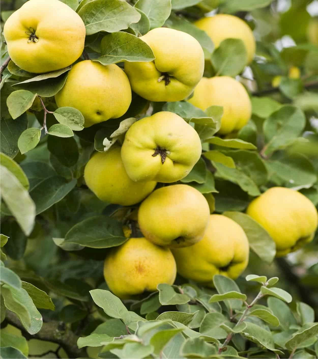 Melo Cotogno – 10 Semi, Frutti Eduli, Fioritura, Orto, Facile da Coltivare, Alta Germinabilità, Non-GMO