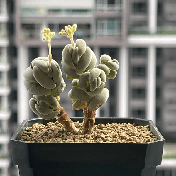 Crassula alstonii - Semi da orto di alta qualità