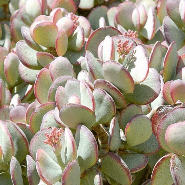 Crassula arborescens - Semi da orto di alta qualità